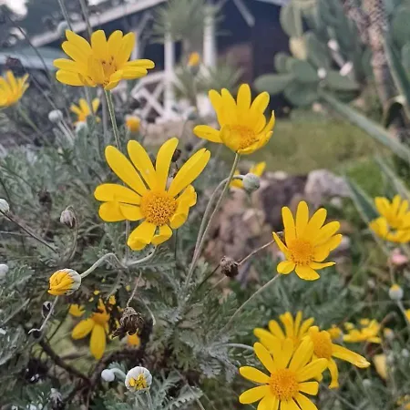 Angels Garden * Олимпос